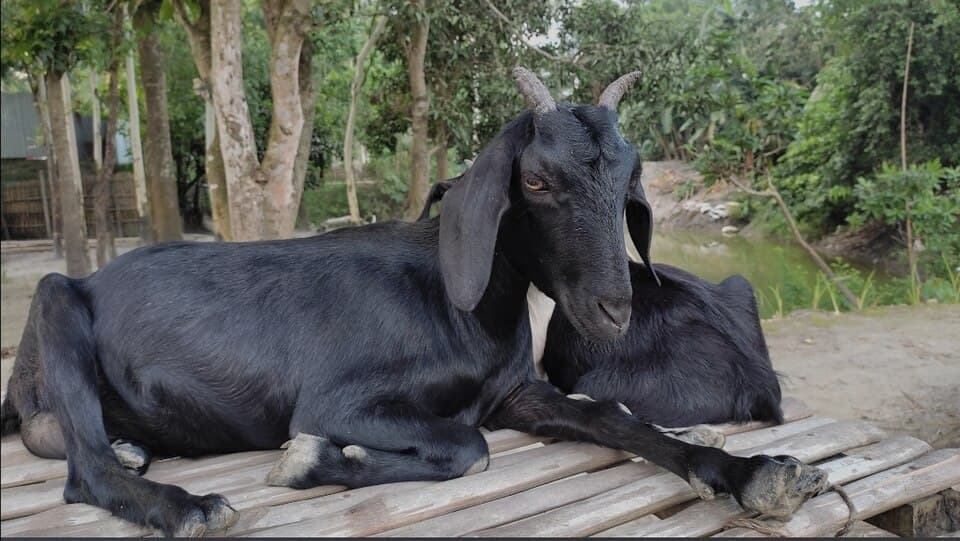 Photograph the owner sent of the goat's foot, second angle